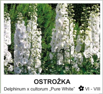 ostrozka_-_Delphinum_x_cultorum___Pure_White__