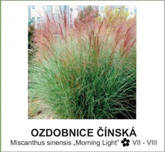 ozdobnice_cinska_-Miscanthus_sinensis___Morning_Light__