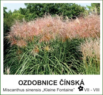 ozdobnice_cinska_-_Miscanthus_sinensis___Kleine_Fontaine__