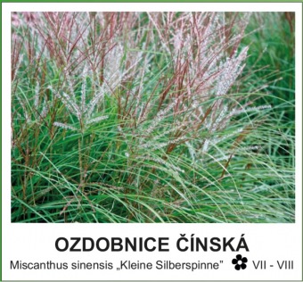 ozdobnice_cinska_-_Miscanthus_sinensis___Kleine_Silberspinne__