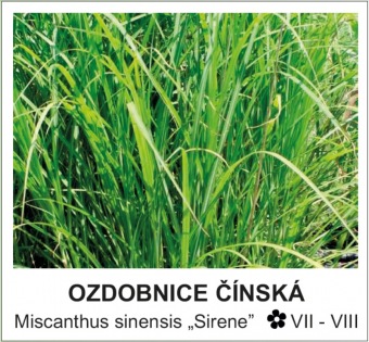 ozdobnice_cinska_-_Miscanthus_sinensis___Sirene__