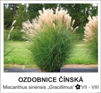 ozdobnice_cinska_-_Miscanthus_sinensis____Gracillimus__