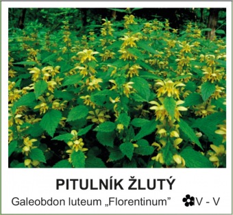 pitulnik_zluty_-_Galeobdon_luteum___Florentinum__