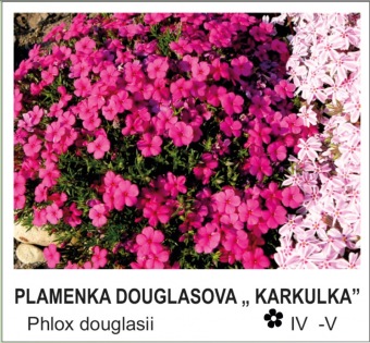 plamenka_douglasova___Karkulka___-_Phlox_douglasii