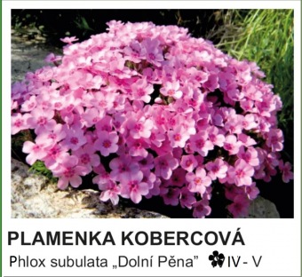 plamenka_kobercova_-_Phlox_subulata___Dolni_Pena__