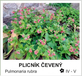 plicnik_cerveny_-_Pulmonaria_rubra