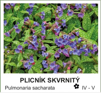 plicnik_skvrnity_-_Pulmonaria_sacharata
