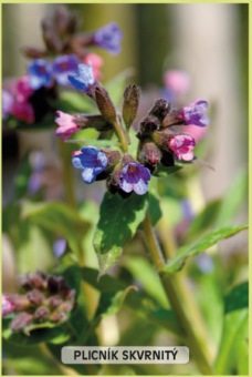 plicnik_skvrnity_-_Pulmonaria_sacharata__2_