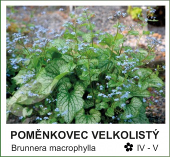 pomenkovec_velkolisty_-_Brunnera_macrophylla