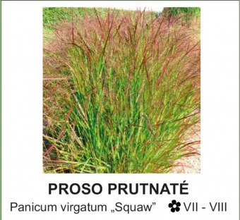 proso_prutnate_-_Panicum_virgatum___Squaw__