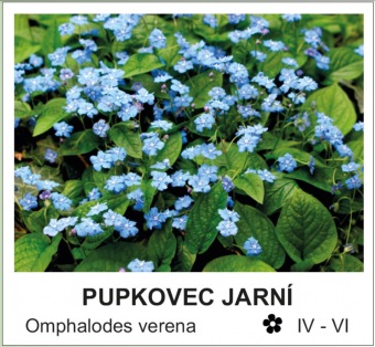 pupkovec_jarni_-_Omphalodes_verena