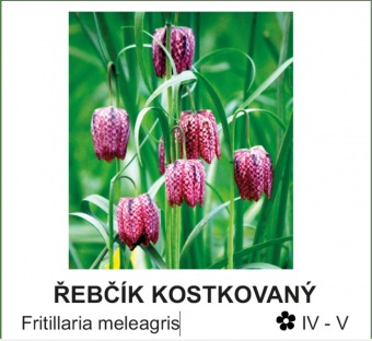 rebcik_kostkovany_-_Fritillaria_meleagris