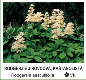 rodgerzie_jirovcova__kastanolista_-_Rodgersia_aesculifolia