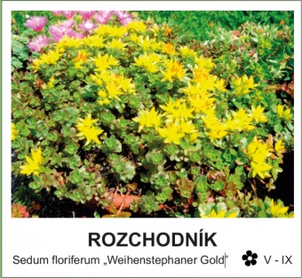 rozchodnik_-_Sedum_floriferum___Weihenstephaner_Gold__