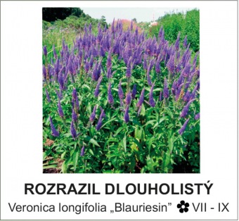 rozrazil_dlouholisty_-_Veronica_longifolia___Blauriesin__