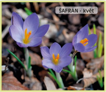 safran_-_Crocus_