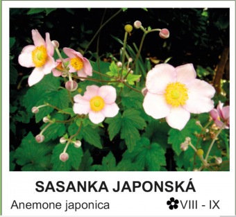 sasanka_japonska_-_Anemone_japonica