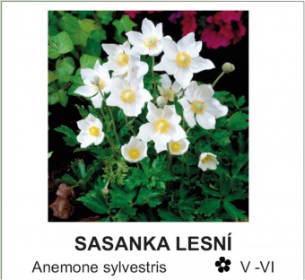 sasanka_lesni_-_Anemone_sylvestris