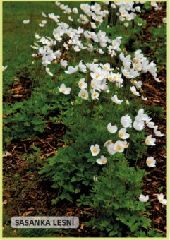 sasanka_lesni_-_Anemone_sylvestris__2_