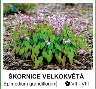 skornice_velkokveta_-_Epimedium_grandiflorum