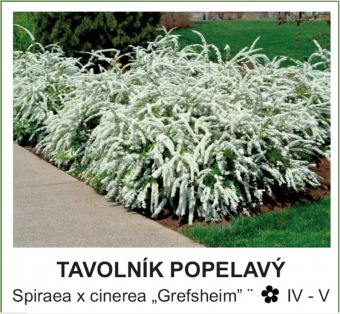tavolnik_popelavy_-_Spiraea_x_cinerea___Grefsheim__