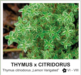 thymus_x_citridorus_-_Thymus_citriodorus___Lemon_Varigated__