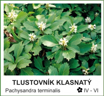 tlustovnik_klasnaty_-_Pachysandra_terminalis