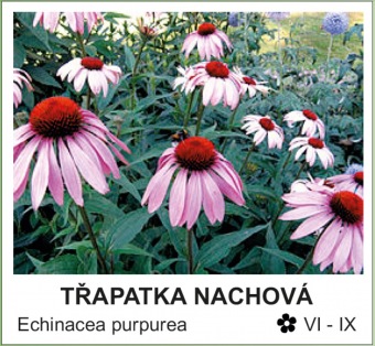 trapatka_nachova_-_Echinacea_purpurea