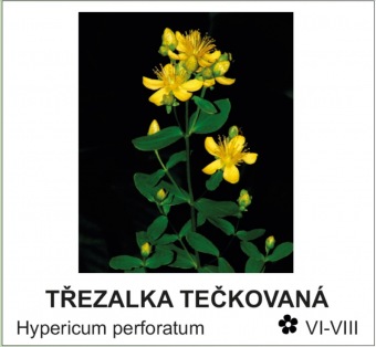 trezalka_teckovana_-_Hypericum_perforatum