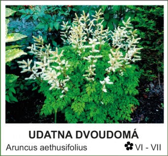 udatna_dvoudoma_-_Aruncus_aethusifolius