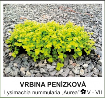 vrbina_penizkova_-_Lysimachia_nummularia___Aurea__