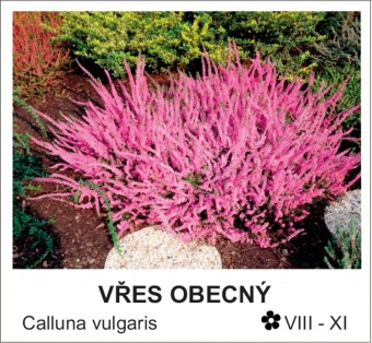 vres_obecny_-_Calluna_vulgaris