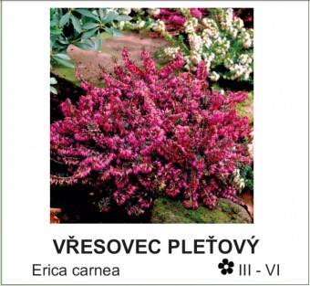 vresovec_pletovy_-_Erica_carnea