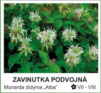 zavinutka_podvojna_-_Monarda_didyma___Alba__