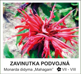 zavinutka_podvojna_-_Monarda_didyma___Mahagam__