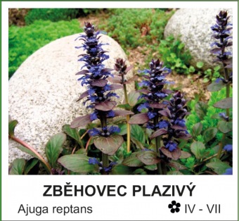 zbehovec_plazivy_-_Ajuga_reptans