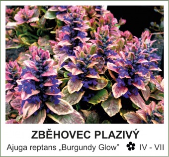 zbehovec_plazivy_-_Ajuga_reptans___Burgundy_Glow__