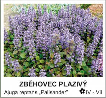 zbehovec_plazivy_-_Ajuga_reptans___Palisander__