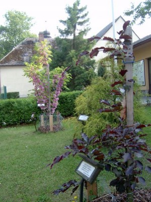 Trnovník akát huňatý - velkolistý Robinia hispida ´Macrophyla´