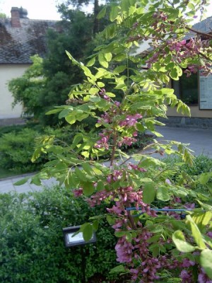 Trnovník akát huňatý - velkolistý Robinia hispida ´Macrophyla´