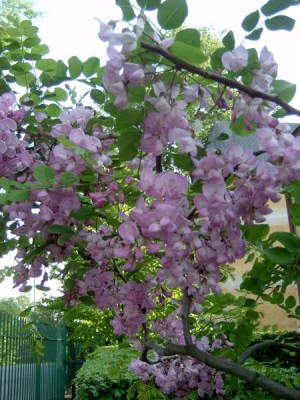 Trnovník akát huňatý - Robinia hispida 2004
