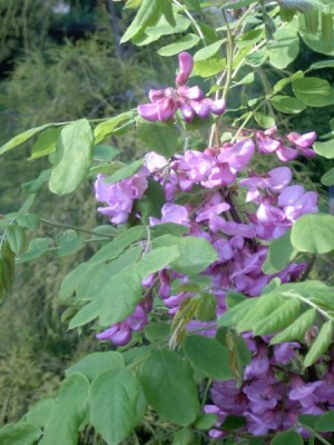 Trnovník akát huňatý - Robinia hispida, 2004