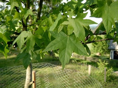 Ambroň západní - Liquidambar styraciflua - první vegetace po přesazení, 2005
