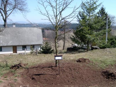 Ambroň západní - Liquidambar styraciflua na novém stanovišti, 2005