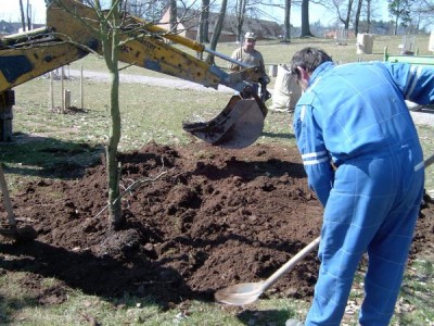 Ambroň západní - Liquidambar styraciflua po přemístění do horního parku, 2005