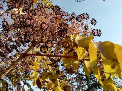 Arálie ostnitá - Aralia spinosa - plodenství, podzim 2005