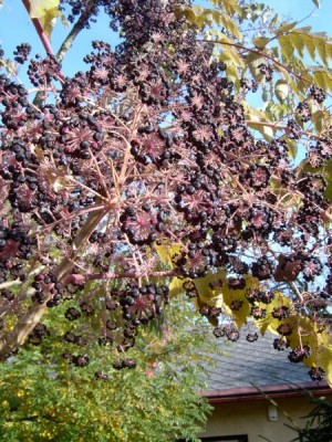 Arálie ostnitá - Aralia spinosa - plodenství, podzim 2005