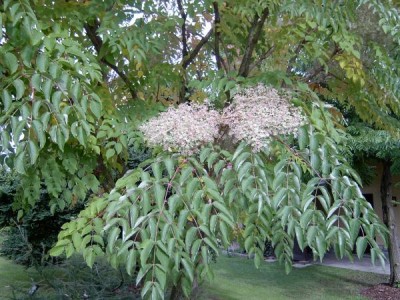 Arálie ostnitá -  Aralia spinosa v květu, 2005