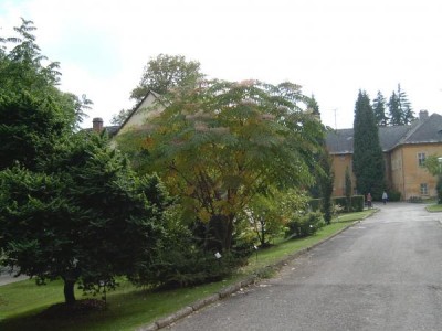 Arálie ostnitá - Aralia spinosa 2005