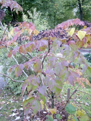 Arálie čínská - Aralia chinensis  podzim 2005  